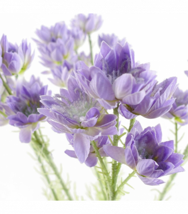 Pack of 6 x 60cm Purple Starflower Stem - 30 Flowers