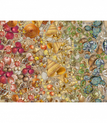 Natural History Museum - Shells 1000 Piece Jigsaw Puzzle