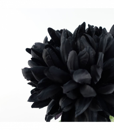 Pack of 6 x 75cm Extra Large Reflex Chrysanthemum - Black