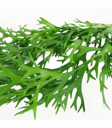Pack of 6 x 80cm Hanging Artificial Staghorn Fern