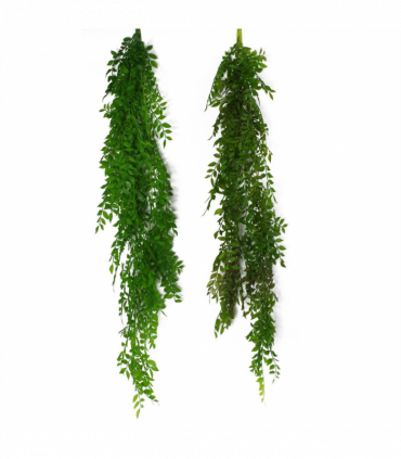 100cm Hanging String of Pearls Fern Plant Dark Green