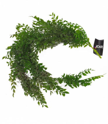 100cm Hanging String of Pearls Fern Plant Dark Green