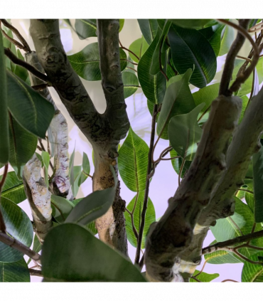 100cm Leaf Realistic Artificial Ficus Tree / Plant Bush Ficus Silver Curve Planter