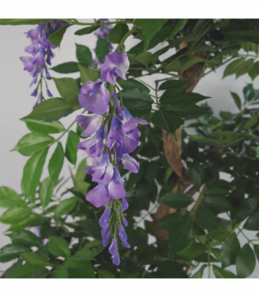 110cm Artificial Purple Wisteria Tree with Silver Metal Planter