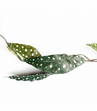 110cm Artificial Trailing Hanging Begonia Maculata Spotted Plant Realistic