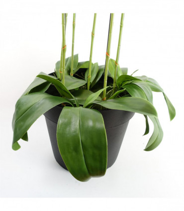 110cm Large Yellow Peach Orchid Plant - Artifcial - 41 REAL TOUCH flowers