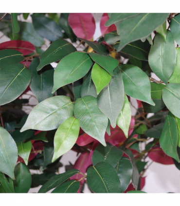 120cm (4ft) Artificial Capensia Tree Ficus Plant - Extra Large