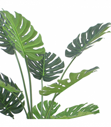 120cm (4ft) Luxury Monstera Plant Black Pot