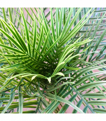 120cm Cycas Palm Tree UV Resistant Outdoor