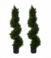 Pair of Spiral Cypress Tree