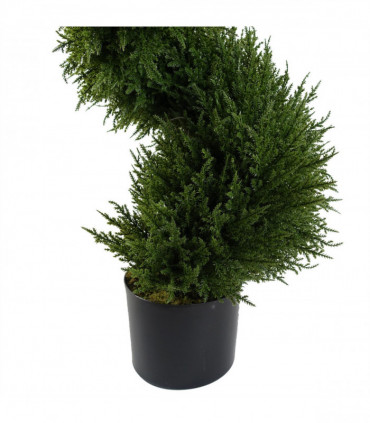 Pair of Spiral Cypress Tree