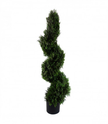 Cedar Spiral Tree