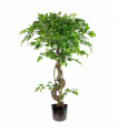 120cm Twisted Trunk Artificial Japanese Fruticosa Style Ficus Tree Metal Planter