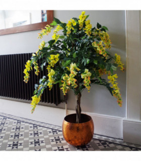 120cm Yellow Flowering Wisteria Tree