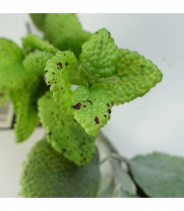 125cm Artificial Hanging Trailing Mint Leaf Garland Plant