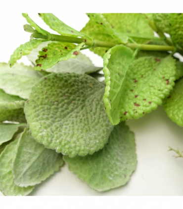 125cm Artificial Hanging Trailing Mint Leaf Garland Plant