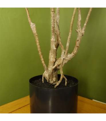 125cm Dragon Plant Dracaena Tree Artificial Natural Look