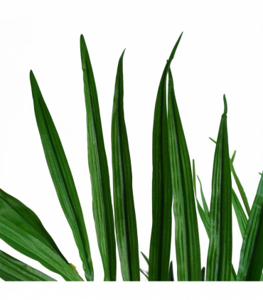 130cm Kentia Palm Artificial Tree