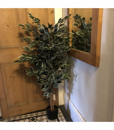 130cm Tall Variegated WhiteandGreen Bushy Ficus Tree