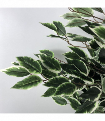 130cm Tall Variegated WhiteandGreen Bushy Ficus Tree