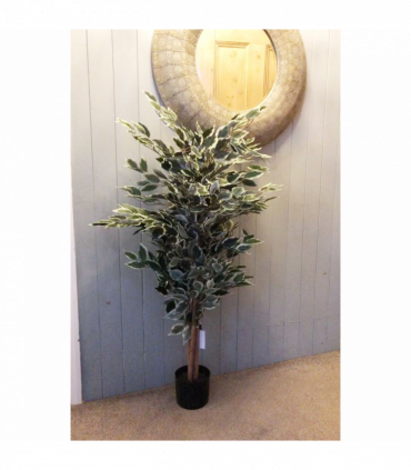 130cm Tall Variegated WhiteandGreen Bushy Ficus Tree