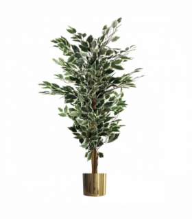 130cm Variegated White/Green Bushy Ficus Tree Gold Metal Planter