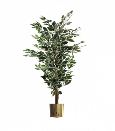 130cm Variegated White/Green Bushy Ficus Tree Gold Metal Planter