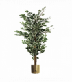 130cm Variegated White/Green Bushy Ficus Tree Gold Metal Planter