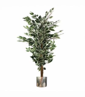130cm Variegated White/Green Bushy Ficus Tree Silver Metal Planter