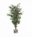 130cm Variegated White/Green Bushy Ficus Tree Silver Metal Planter