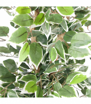 130cm Variegated White/Green Bushy Ficus Tree Silver Metal Planter