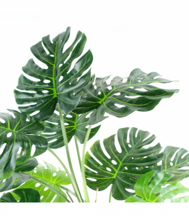 150cm (5ft) Luxury Monstera Plant Black Pot
