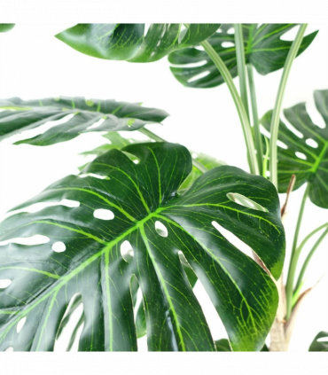 150cm (5ft) Luxury Monstera Plant Black Pot