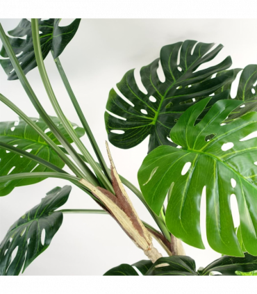 150cm (5ft) Luxury Monstera Plant Black Pot