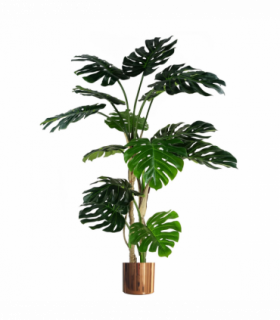 150cm (5ft) Luxury Monstera Plant Black Pot Copper Metal Planter