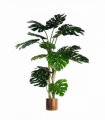 150cm (5ft) Luxury Monstera Plant Black Pot Copper Metal Planter