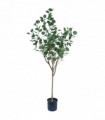 150cm Artificial Eucalyptus Tree Premium Quality