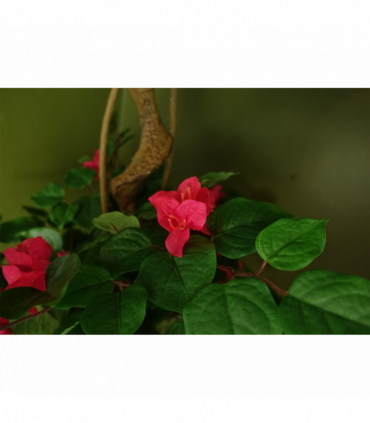 150cm Pink Japanese Artificial Silk Bougainvillea Tree