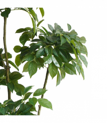 150cm Radermachera Realistic Artificial Tree