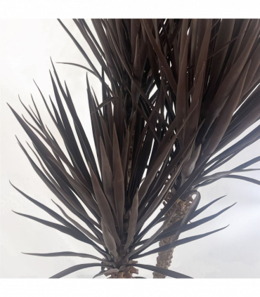 155cm Artificial Yukka Tree Plant Spiky UV Resistant Outdoor Tree Triple Dark Red and Brown