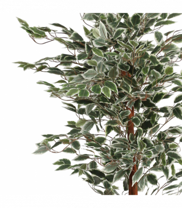 160cm Artificial Ficus with Natural Variegated Leaves