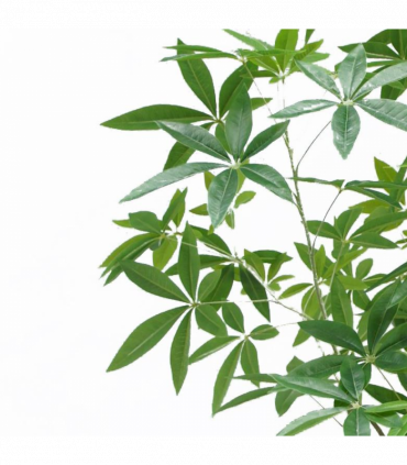 180cm Artificial Money Tree Pachira Realistic Faux Tree