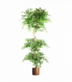 180cm Artificial Twisted Trunk Fruticosa Ficus Tree Triple Ball Topiary 1984 Leaves Copper Metal Planter