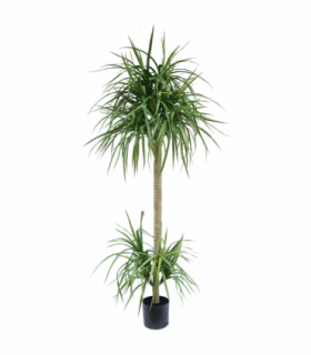 180cm Dracaena Realistic Artificial Tree