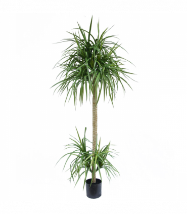 180cm Dracaena Realistic Artificial Tree