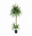 180cm Dracaena Realistic Artificial Tree