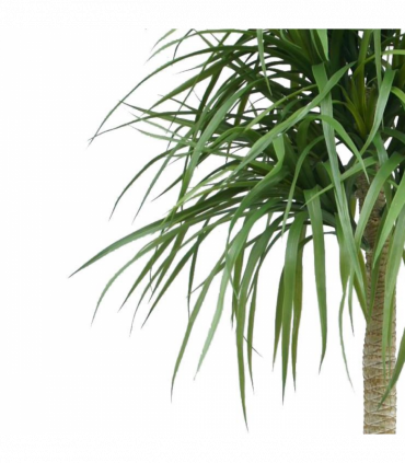 180cm Dracaena Realistic Artificial Tree