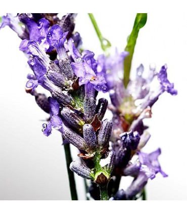 Davidoff Cool Water Deodorant Spray 150ml