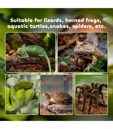 Glass Reptile Terrarium