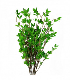Pack of 6 x 100cm Mini Leaf Ficus Stem